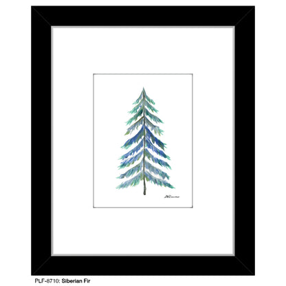 Siberian Fir, Print (#8710)