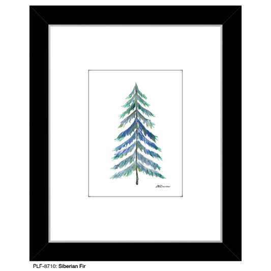 Siberian Fir, Print (#8710)