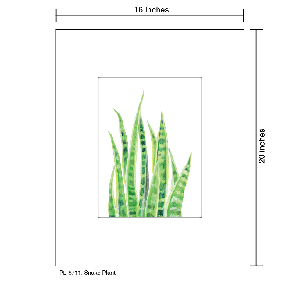 Snake Plant, Print (#8711)