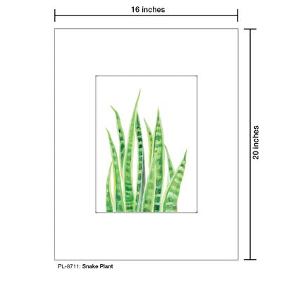 Snake Plant, Print (#8711)