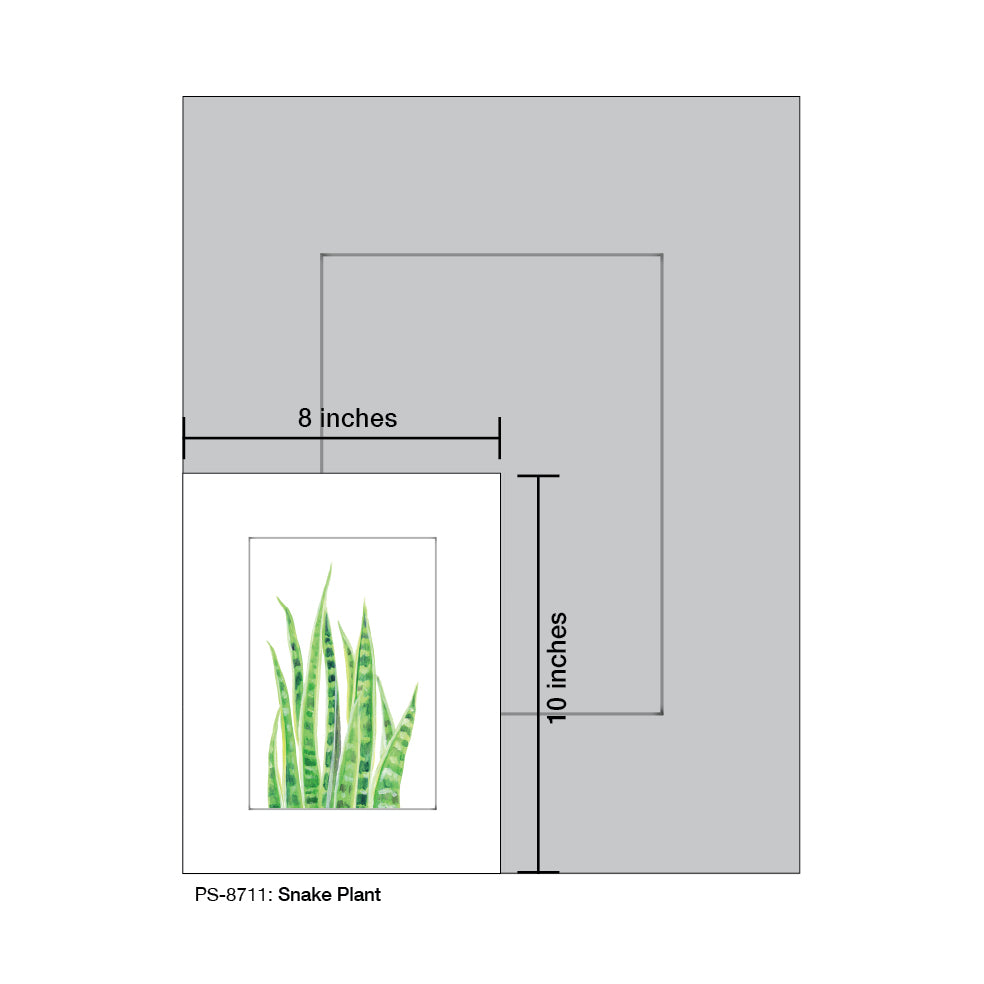 Snake Plant, Print (#8711)