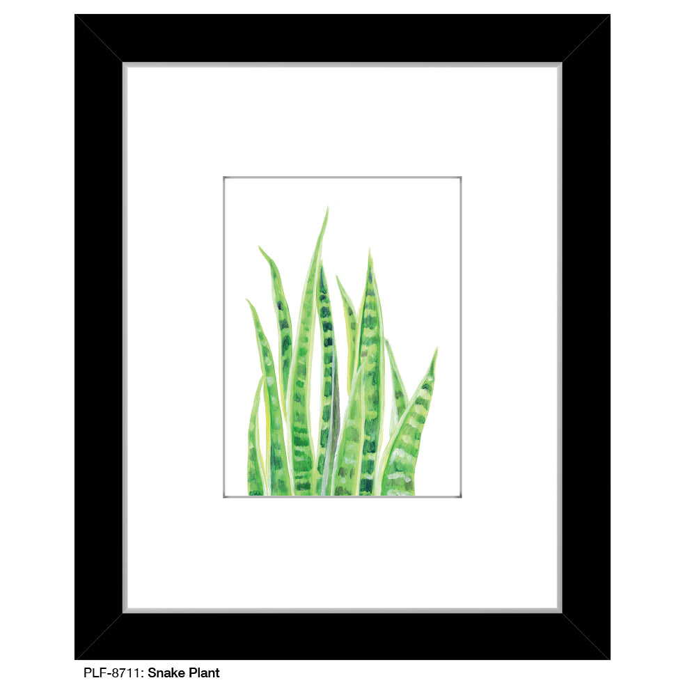 Snake Plant, Print (#8711)